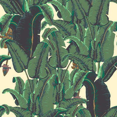 Banana Leaf - Cavendish Wallpaper