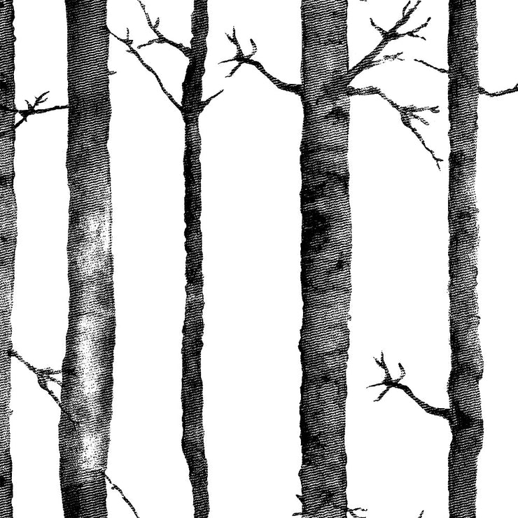 Aspen Tree - Black Wallpaper