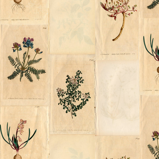 Botanical Collage Wallcovering | Astek