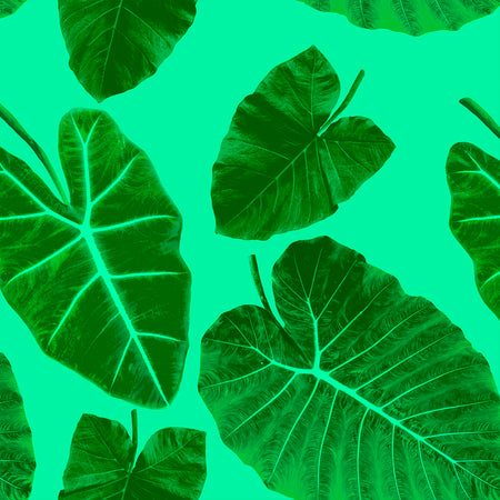 Alocasia - Element Wallpaper
