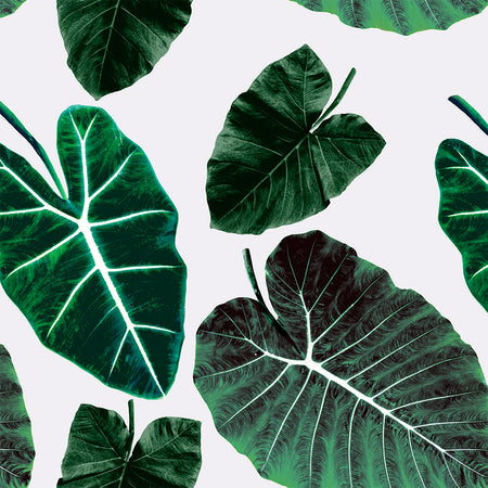 Alocasia - Tropic Wallpaper