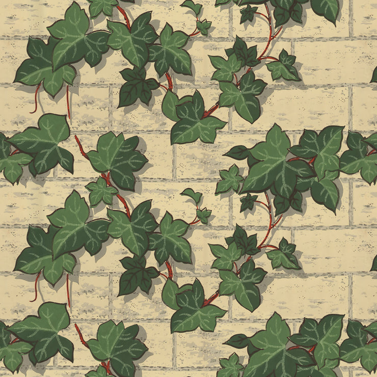Common Ivy Wallpaper