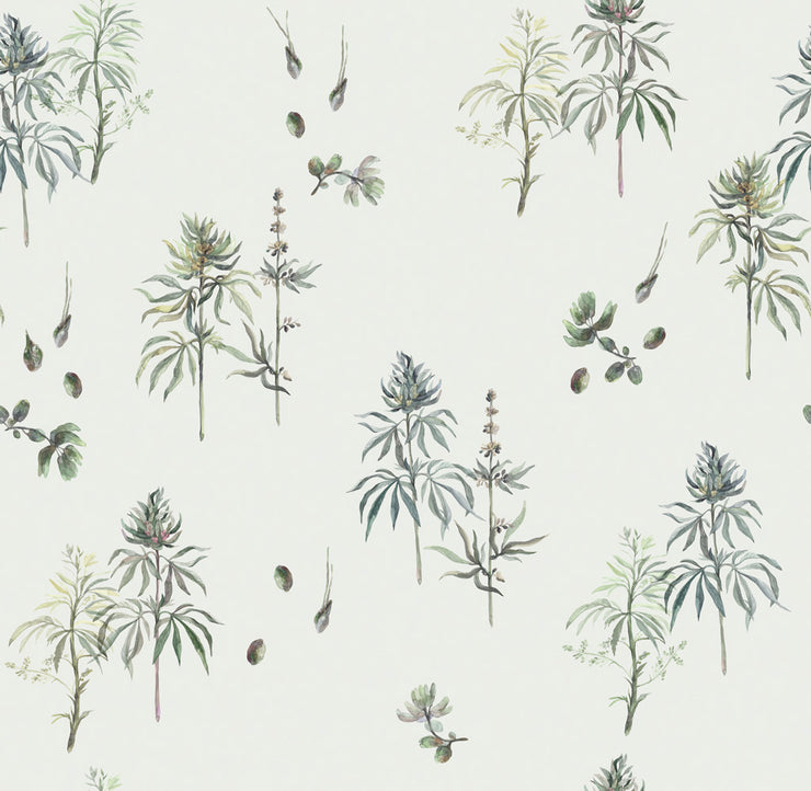 Botanical Weed - Baby's Breath Wallpaper