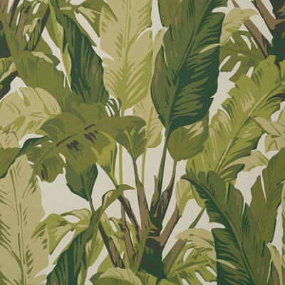 Travelers Palm - Sage Wallpaper
